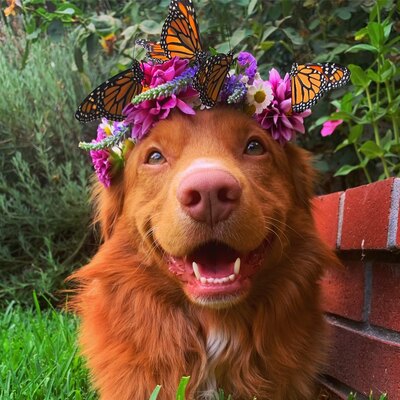 Milo, a Nova Scotia Duck Tolling Retriever, wearing a flower crown with monarch butterflies